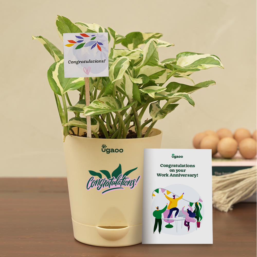 gifting money plant Money Plant N'Joy Corporate Gift Hamper – Ugaoo
