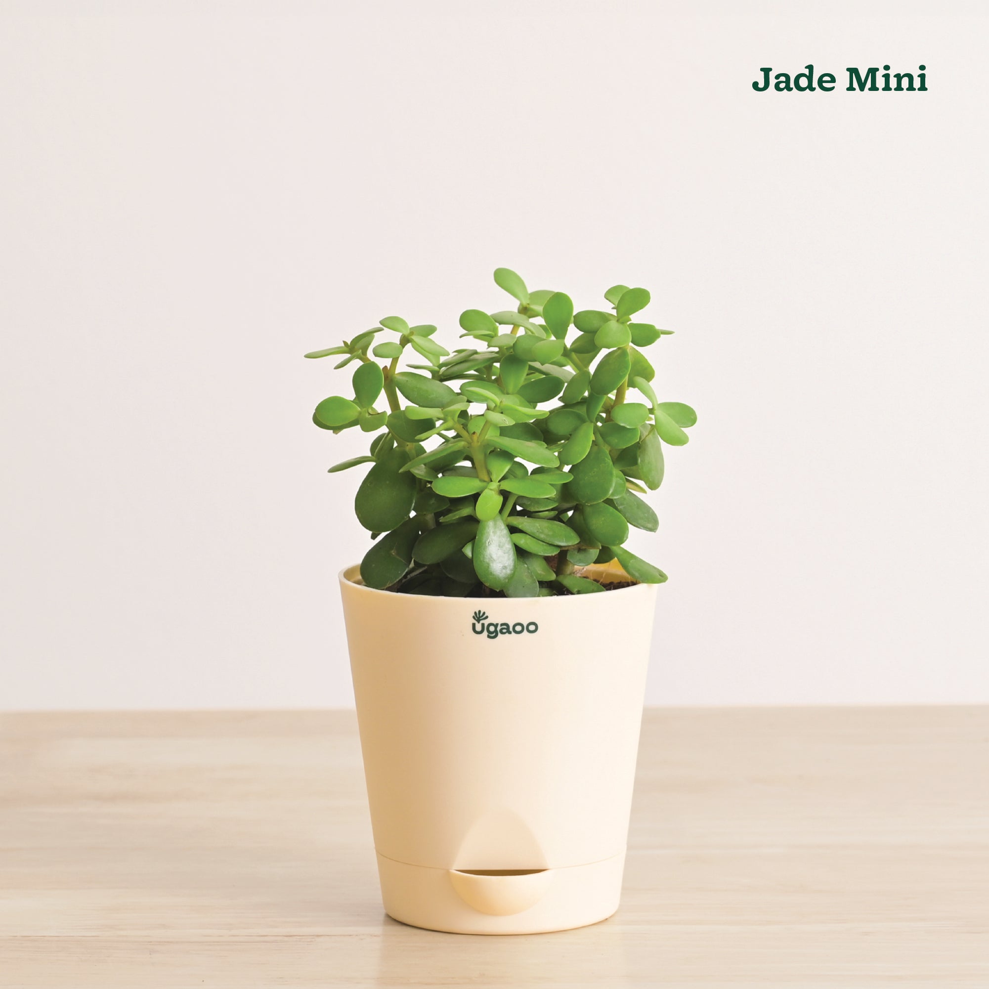 Indoor Plant Bundle: Fittonia, Jade Mini, Broken Heart, Philodendron Oxycardium Golden