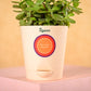 Jade Mini Plant & Phool Stick Box Diwali Gift Hamper