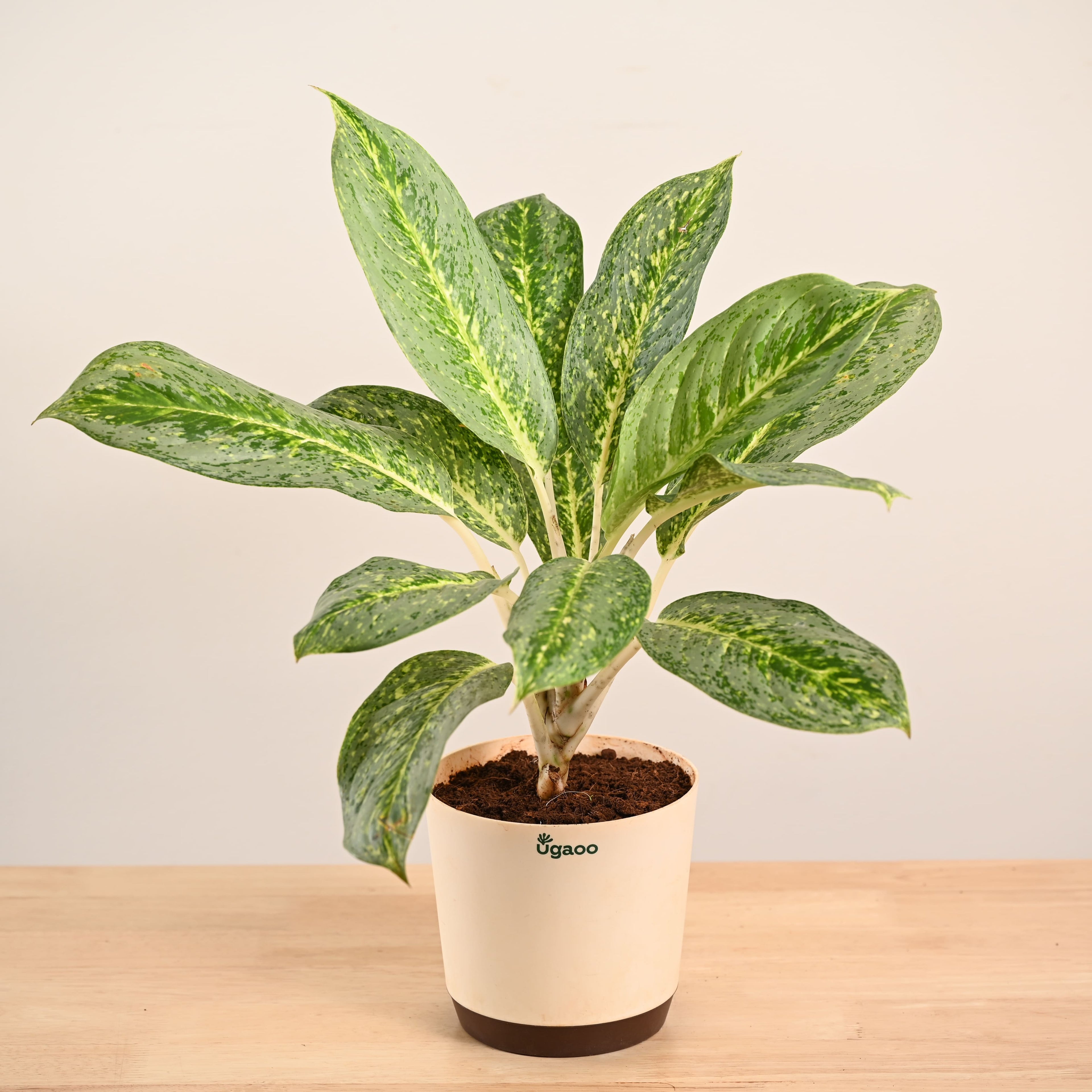 Aglaonema Butterfly Plant - Large