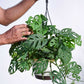 Philodendron Broken Heart With Hanging Pot