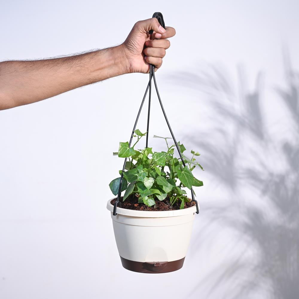 English Ivy Plant In Hanging Planter