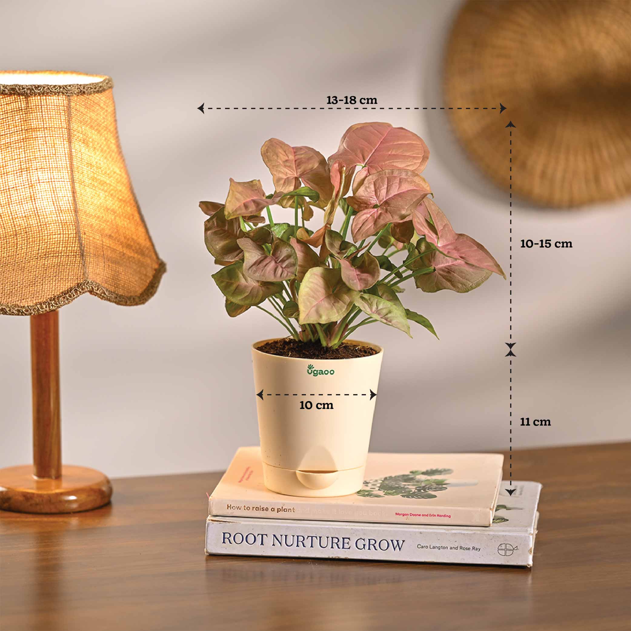 Combo of 4 Stylish Plant Set for Office Desk