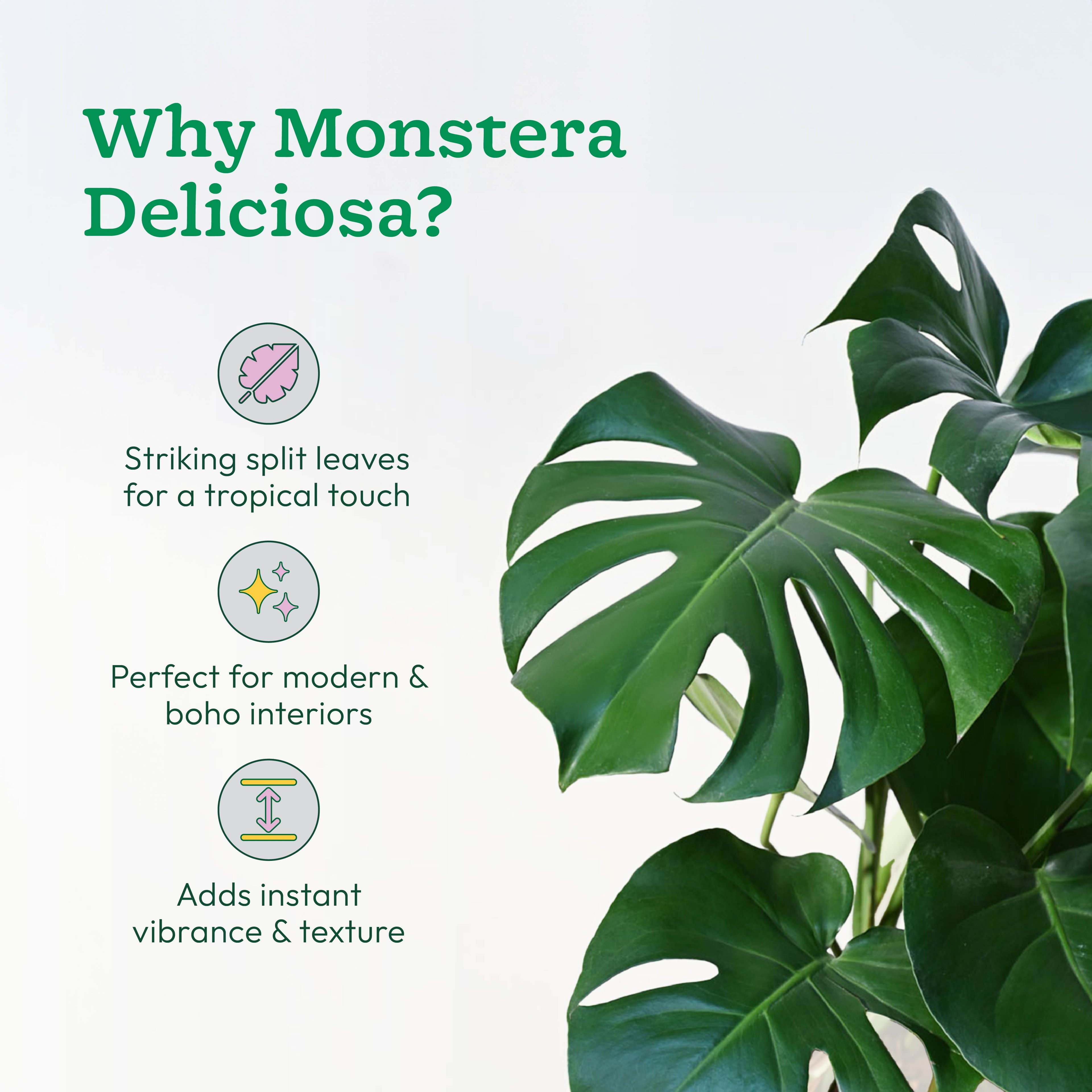 Monstera Deliciosa Plant - XL