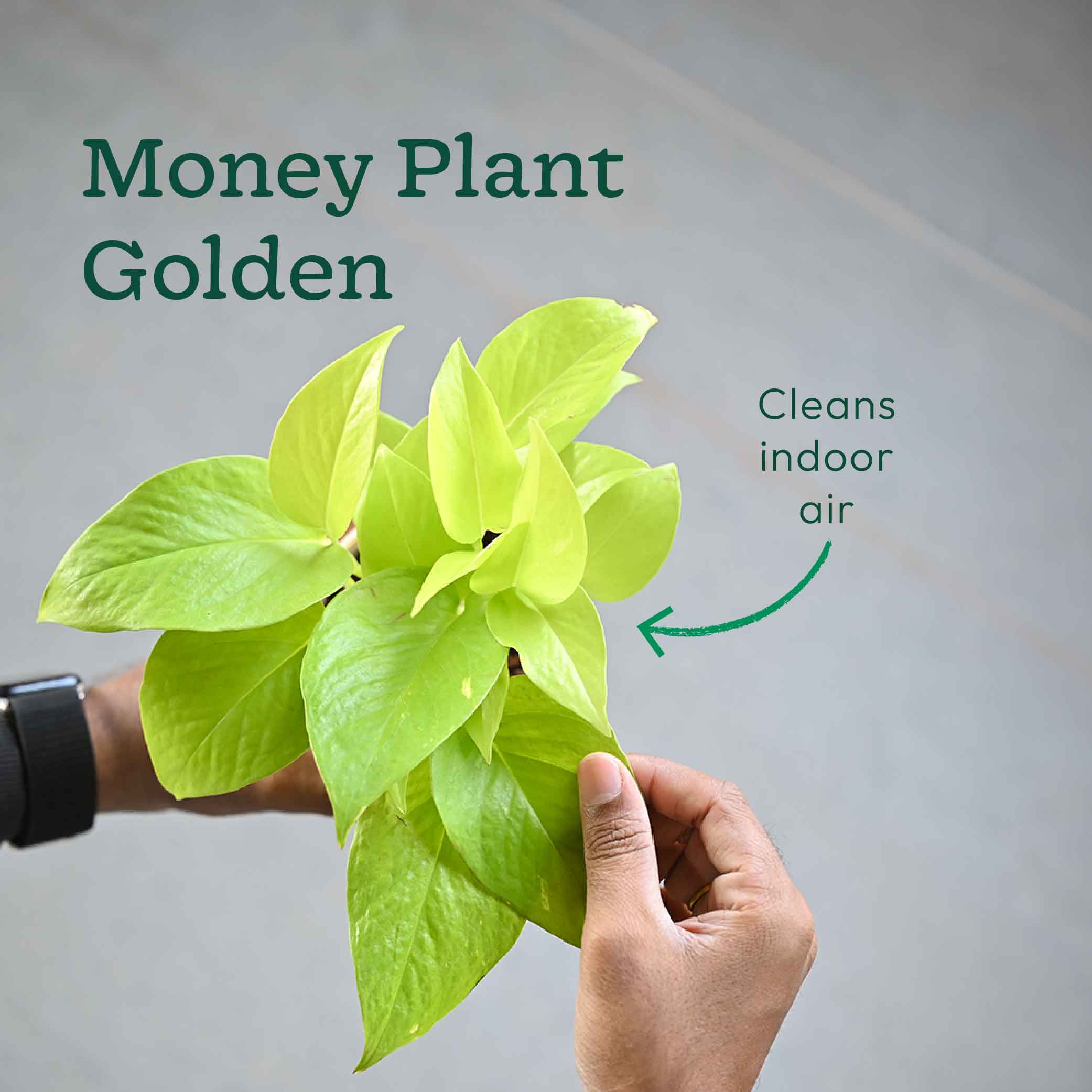 Set of 6 Air Filtration Indoor Plants