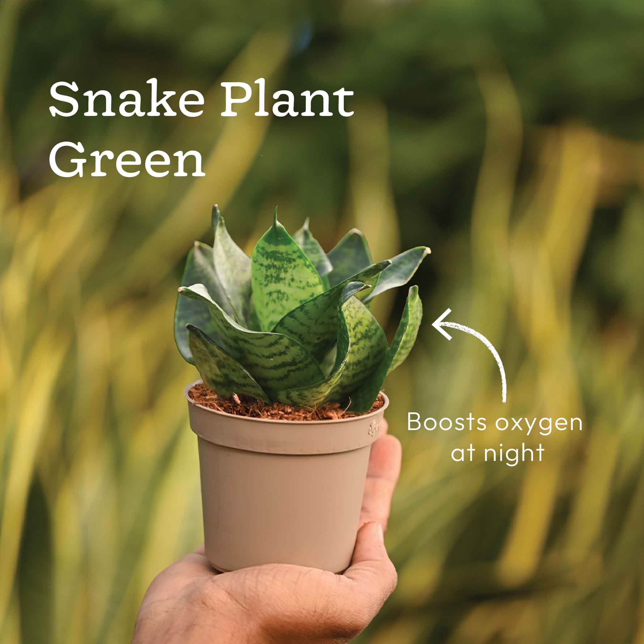 Set of 6 Air Purifying Indoor Plant Bundle