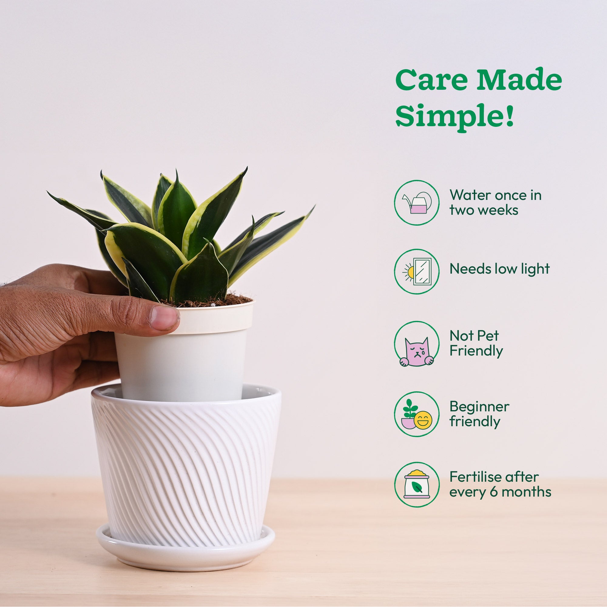 Snake Plant - Golden Hahnii