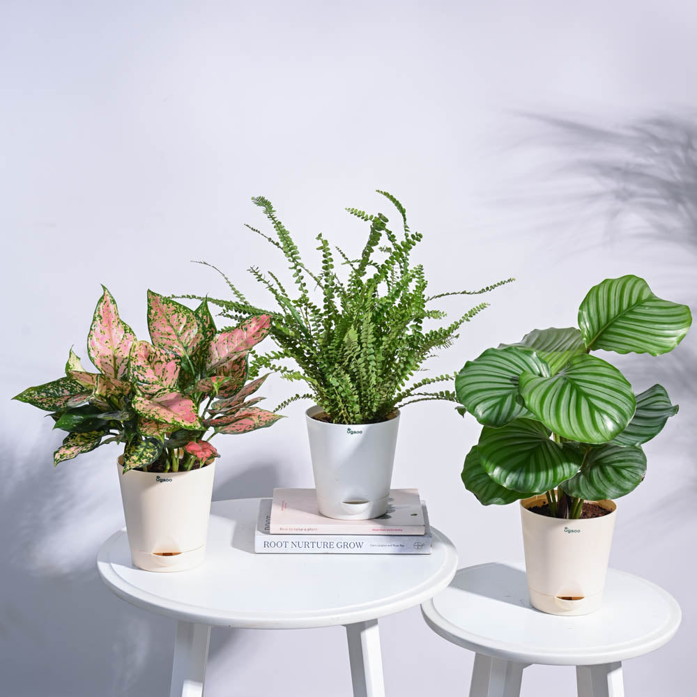 Indoor Jungle Indoor Plant Bundle