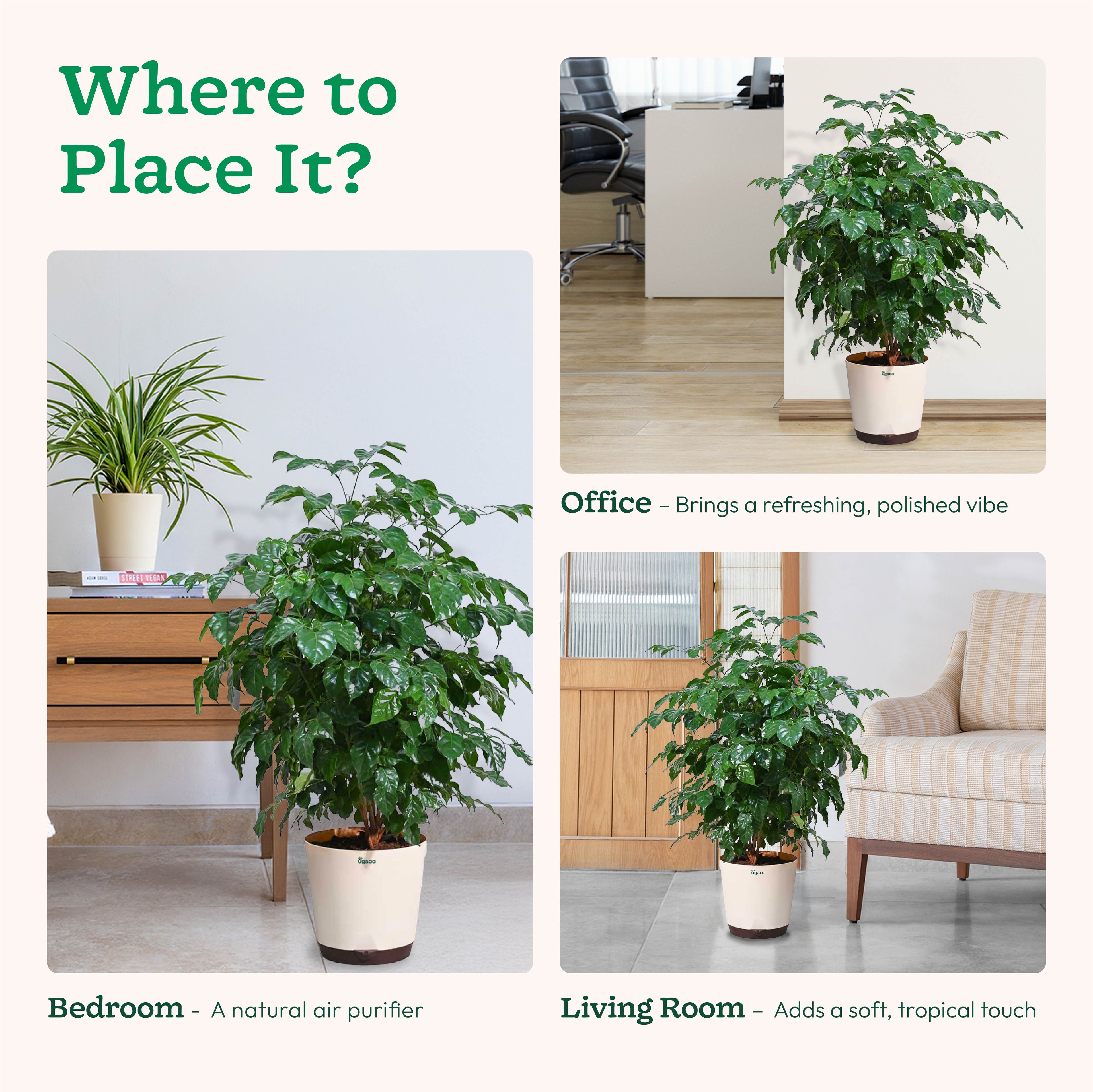 The China Doll Plant - XL