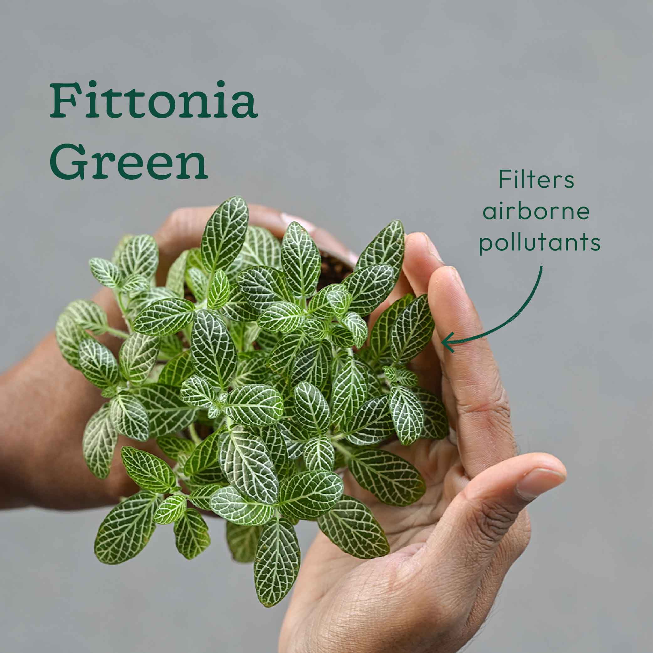 Set of 6 Air Purifying Indoor Plant Bundle