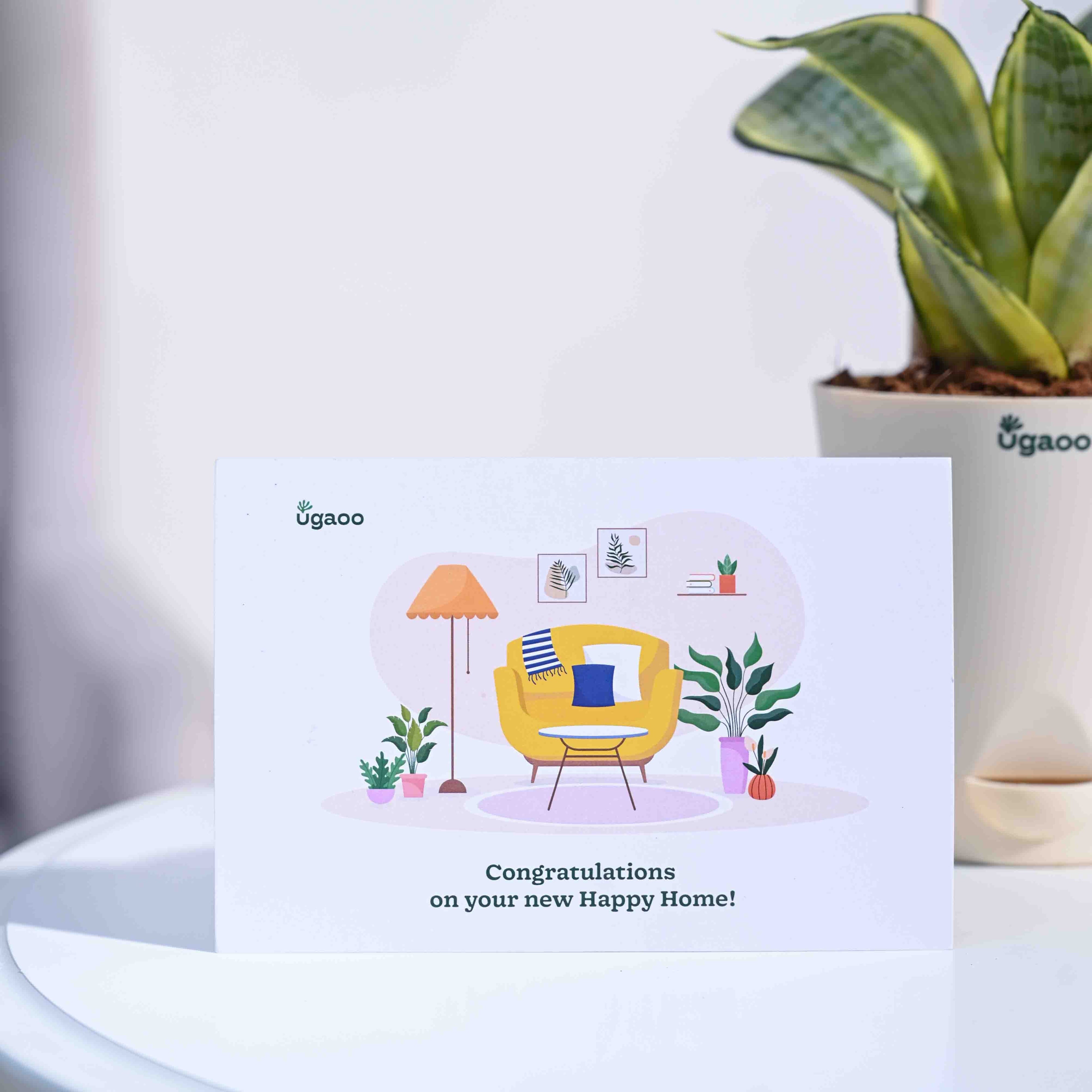 Snake Plant - Golden Housewarming Gift Hamper