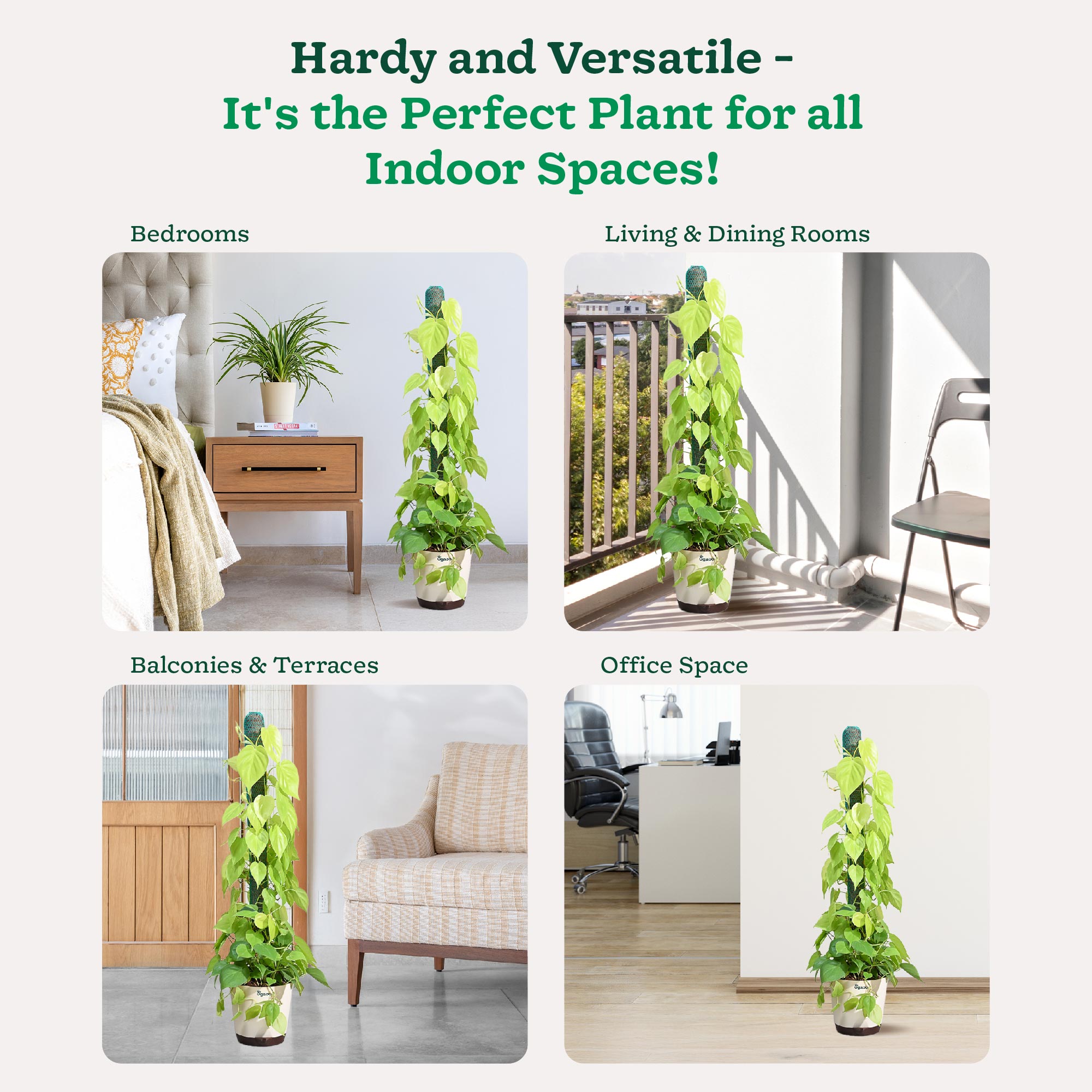 Philodendron Oxycardium Golden Plant with Moss Stick