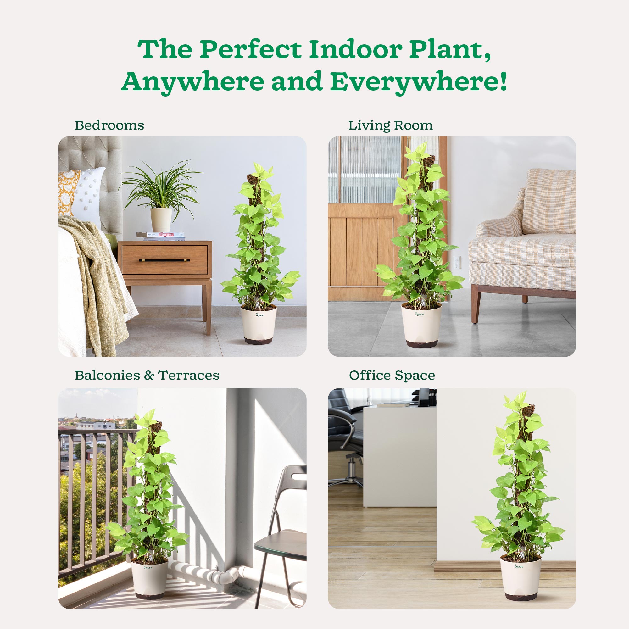 Money Plant Golden with Moss Stick