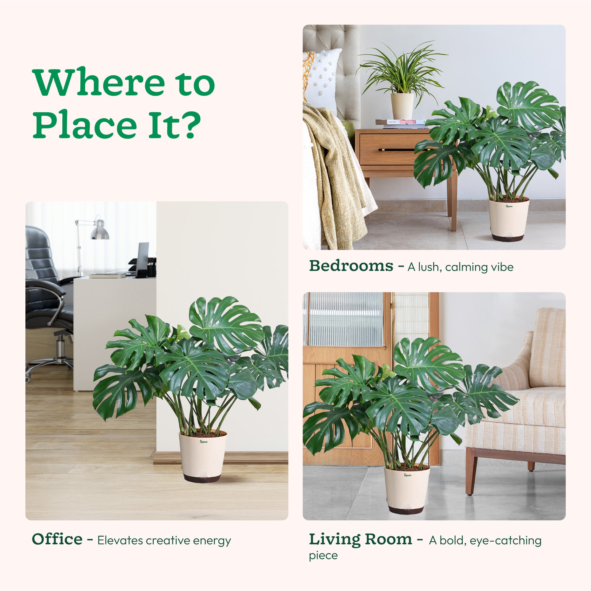 Monstera Deliciosa Plant - XL