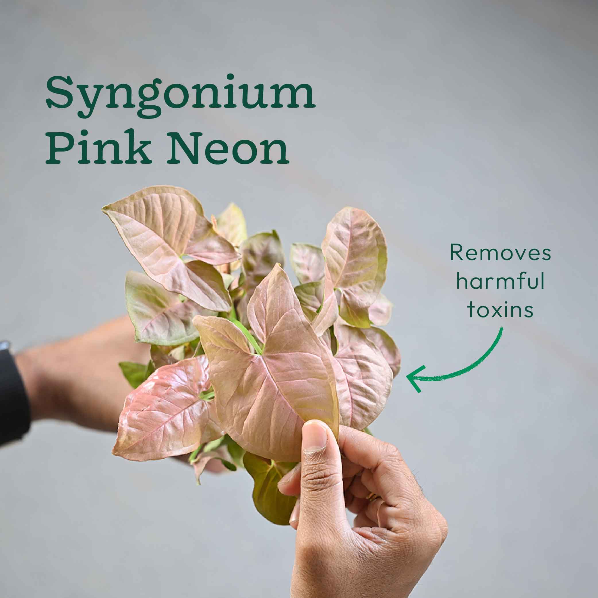 Combo of 4 Plant Set for Office Desk