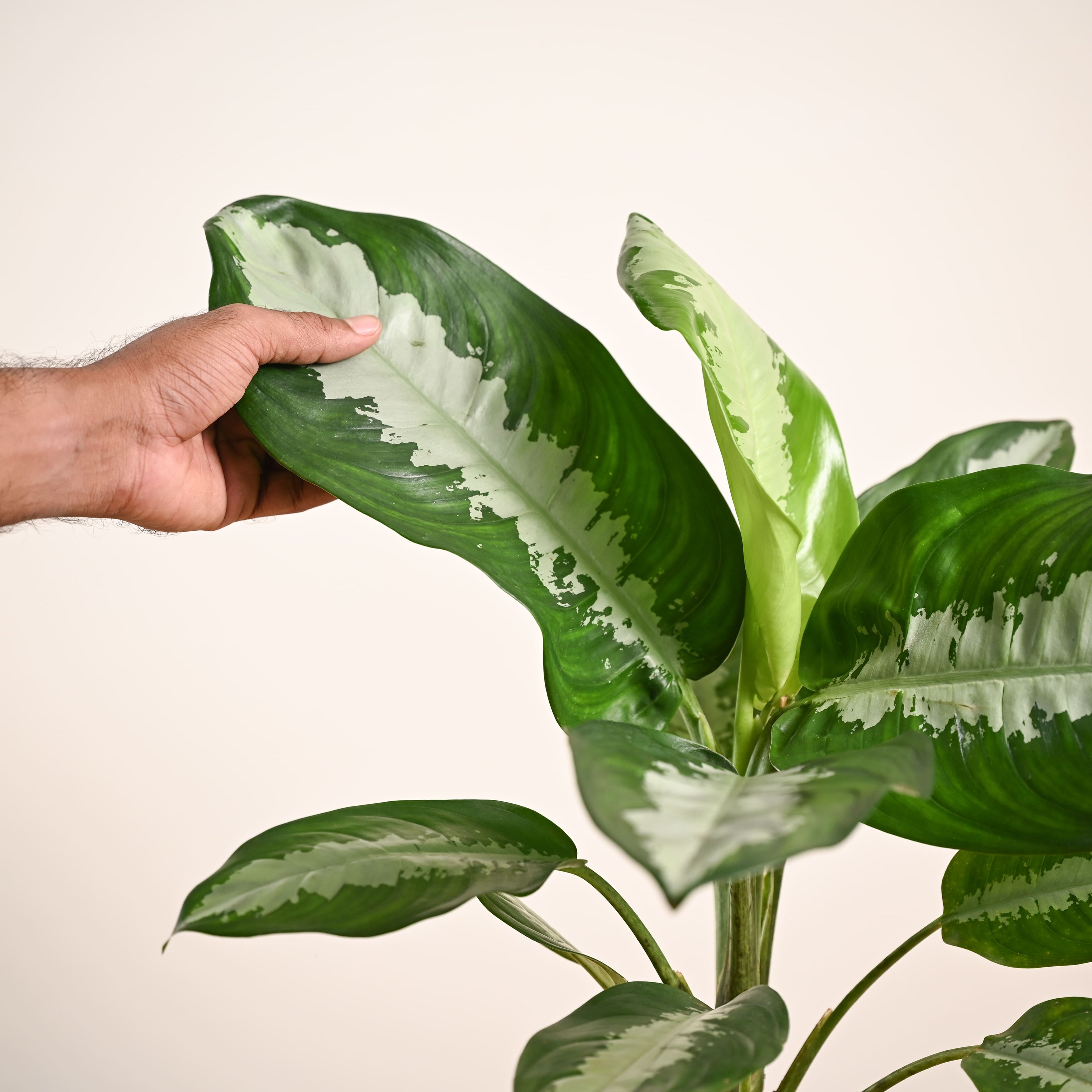 Aglaonema Evergreen Plant - Large
