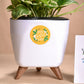 Rakhi Gift for sister - Money plant