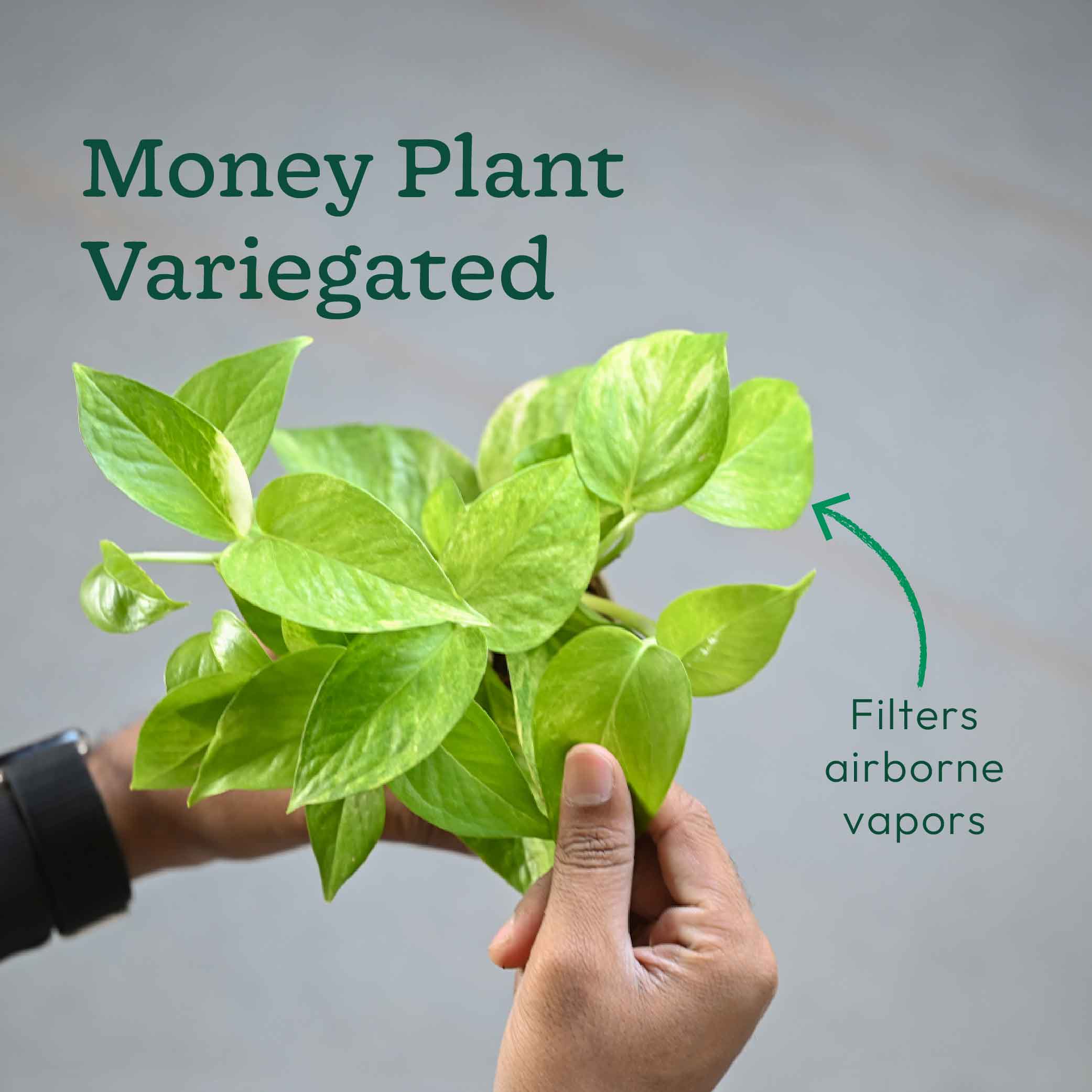 Pack of 4 Home Air Purifier Plant Bundle