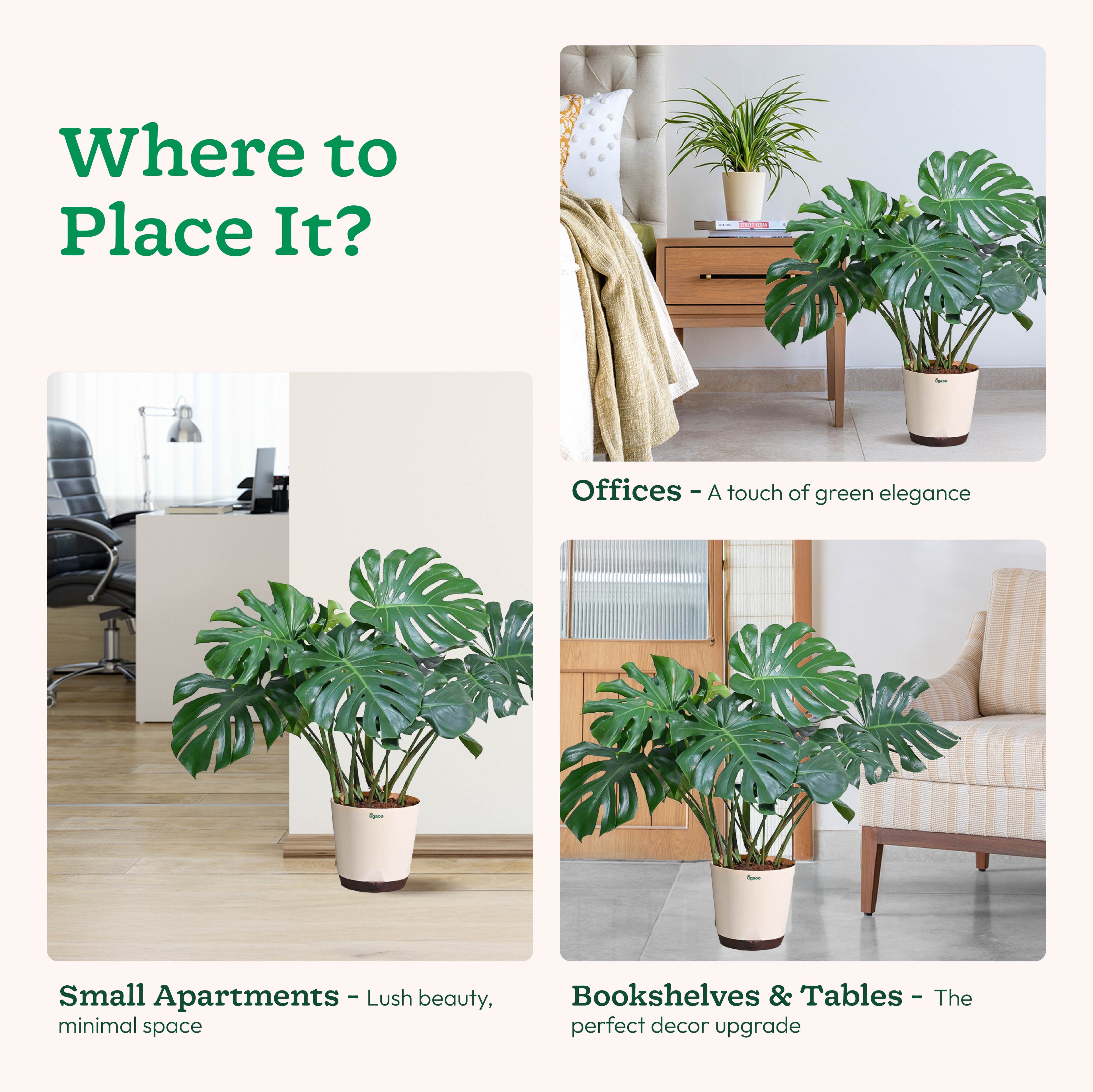 Ficus Lyrata Bambino -XL