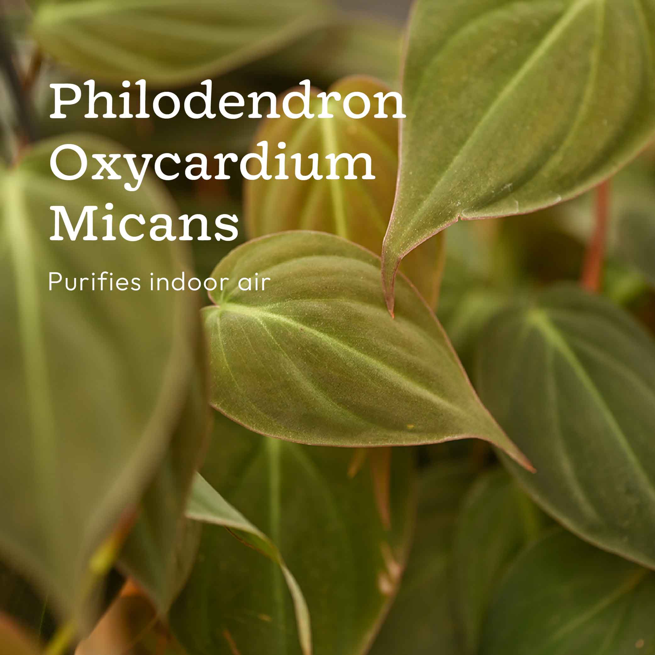 Set of 4 Indoor Plant Decor Bundle