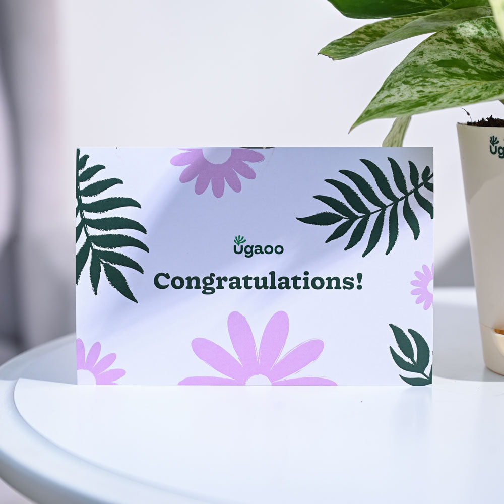 Money Plant Marble Congratulations Gift hamper