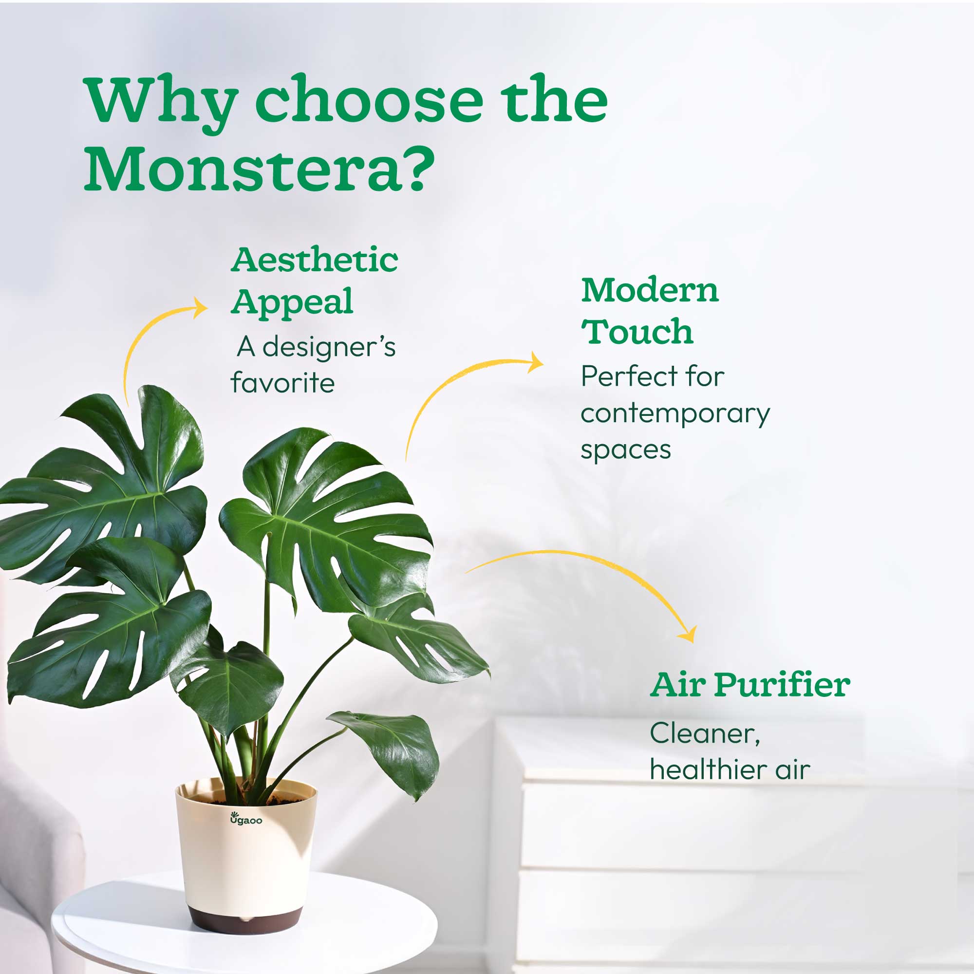 Monstera Deliciosa Plant