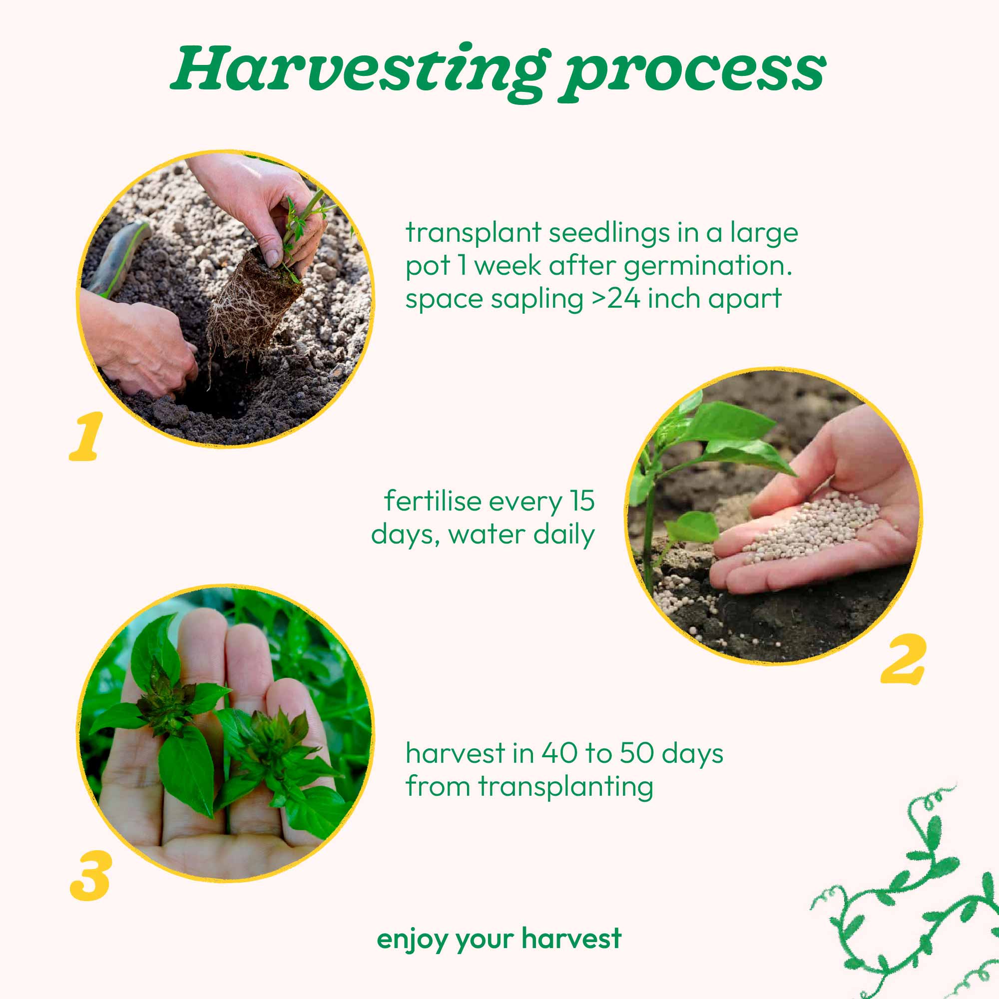 Thai Basil (1000 Seeds)