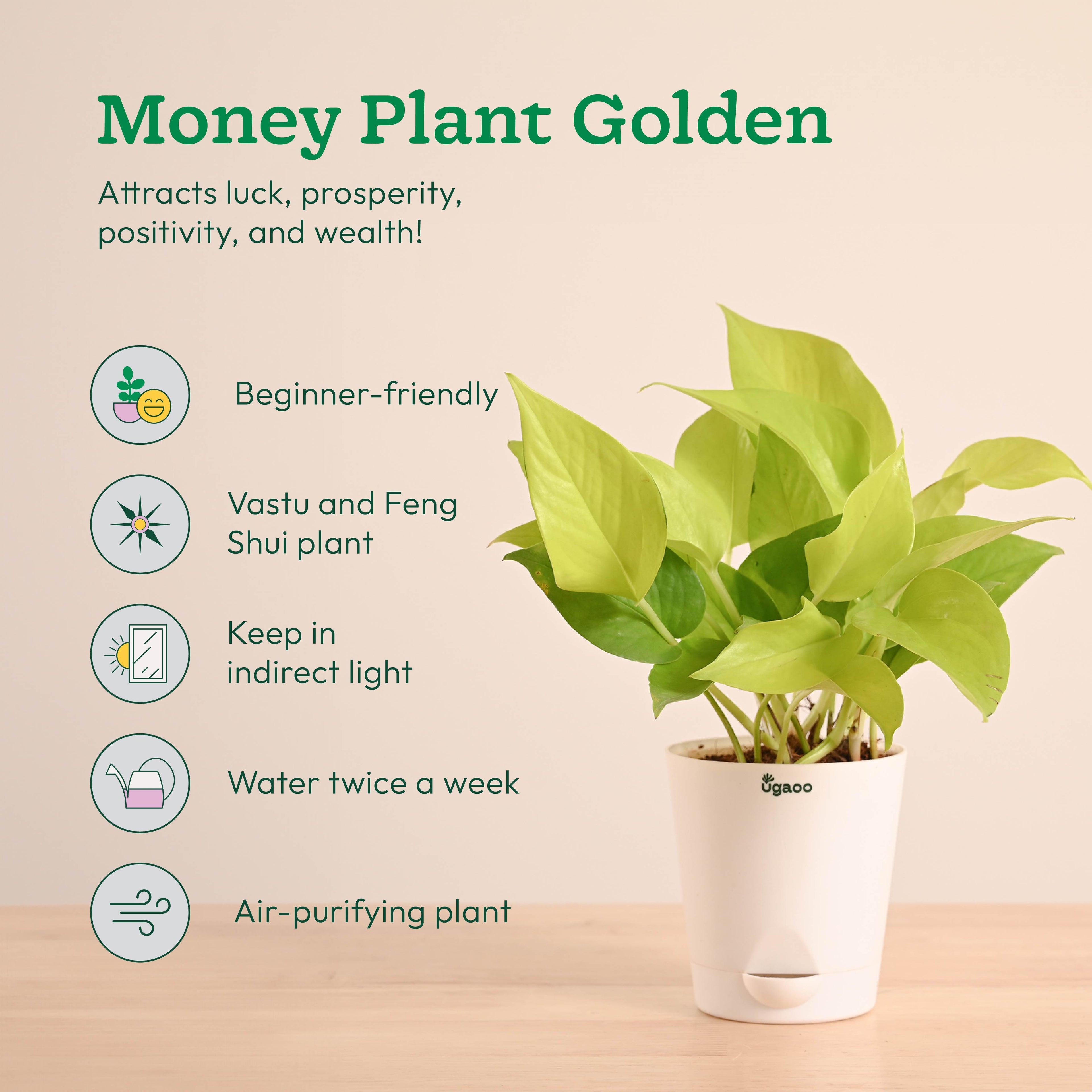 Vastu & Feng Shui Lucky Plant Combo - Good Luck Plants for Home