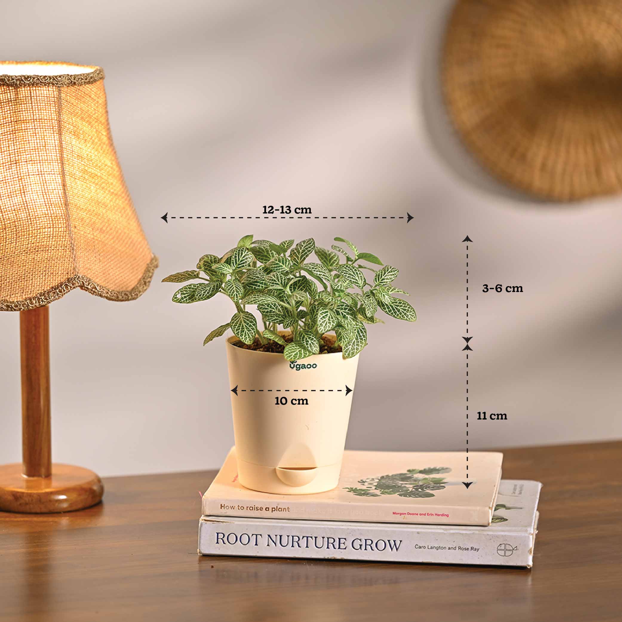 Combo of 4 Stylish Plant Set for Office Desk