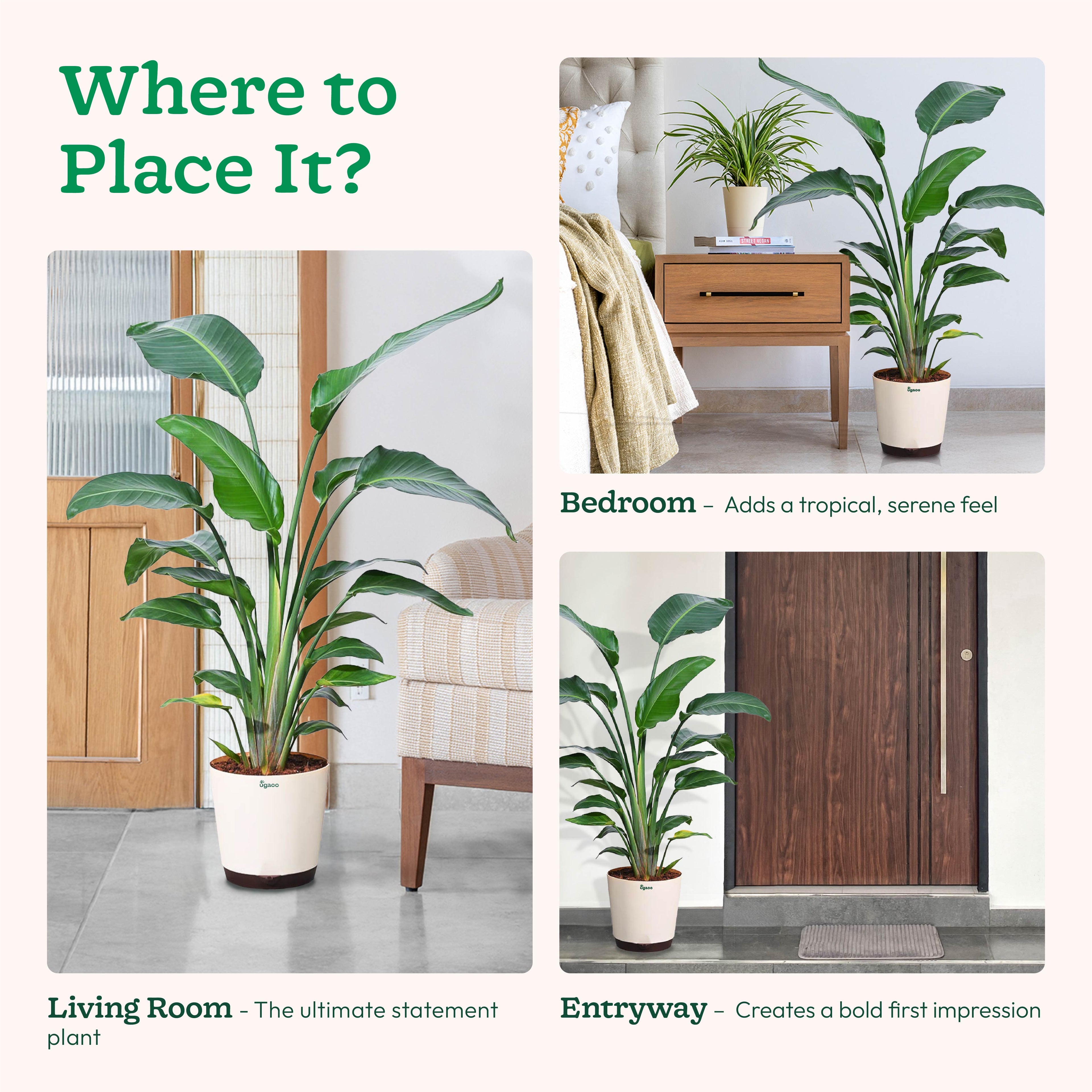 Bird of Paradise Plant - XL