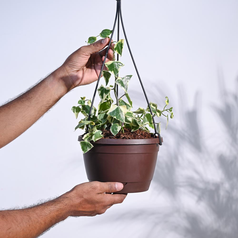 English Ivy Variegated In Hanging Planter