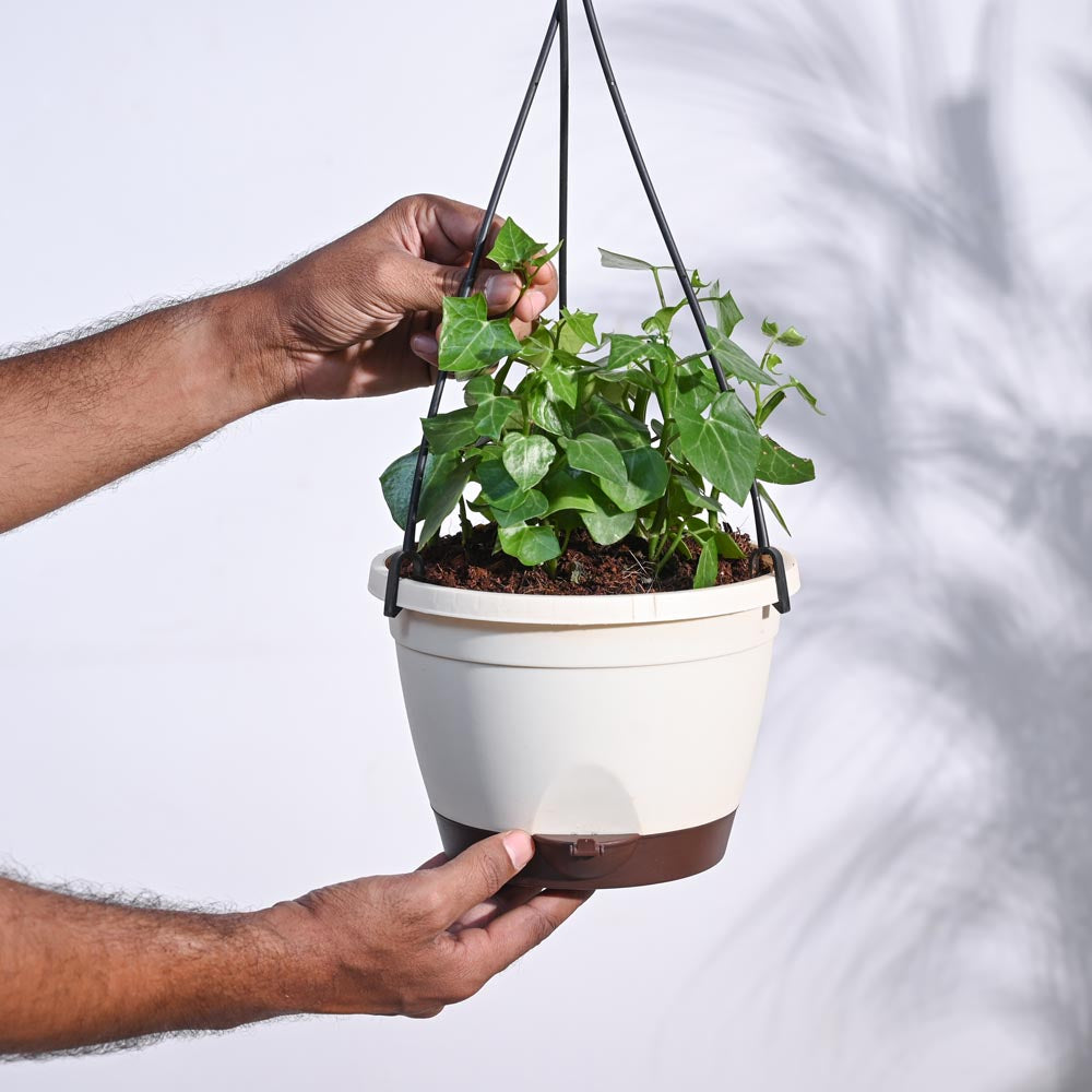 English Ivy Plant In Hanging Planter