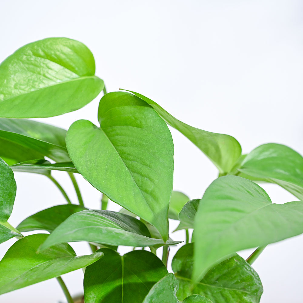 money plants for home_NUPL0017LWT