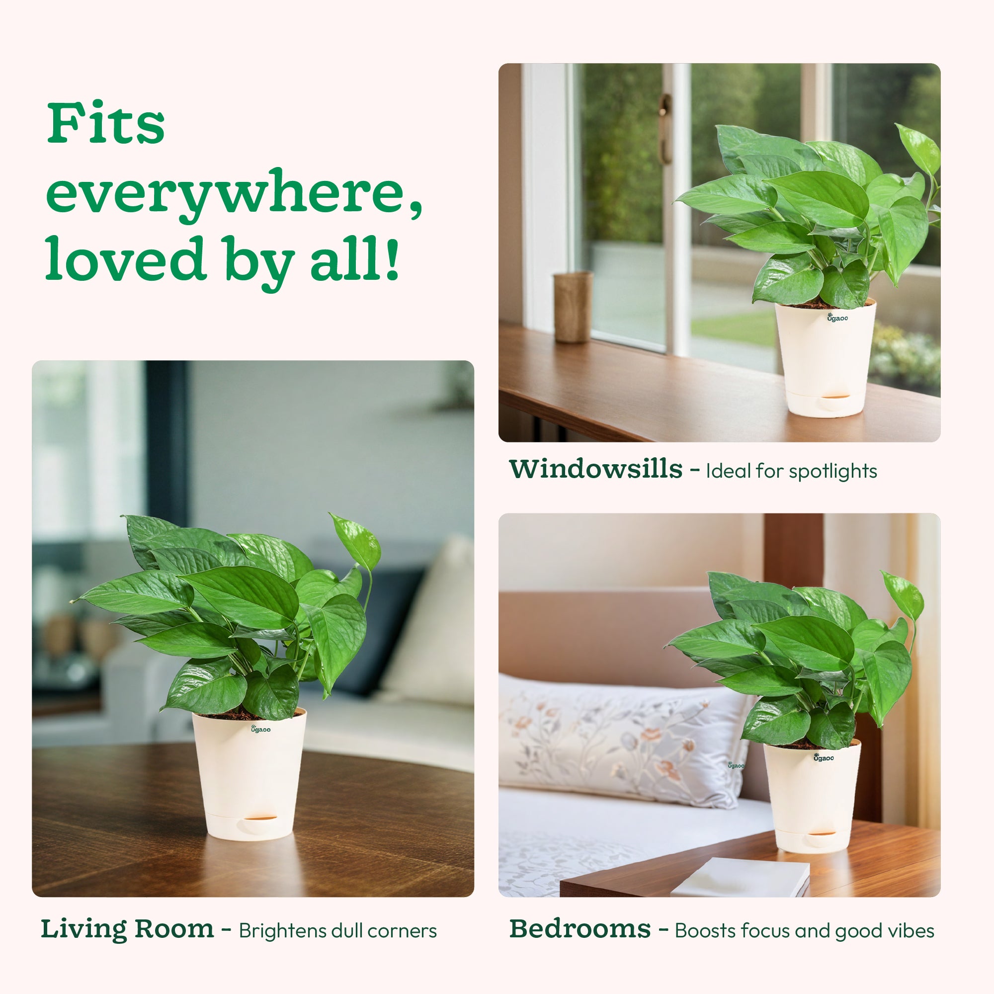 money plant online_NUPL0017KBN