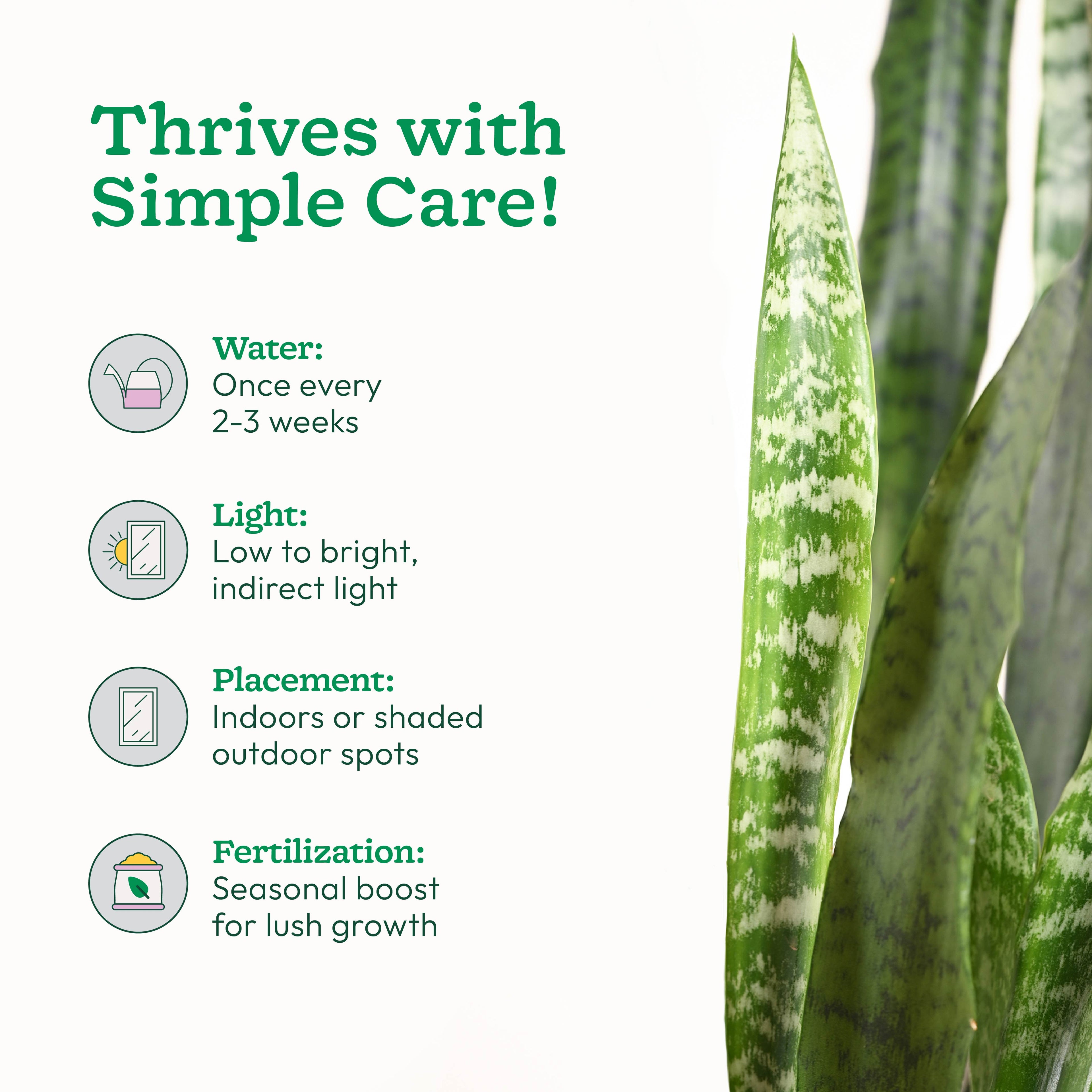 Sansevieria Zeylanica - XL