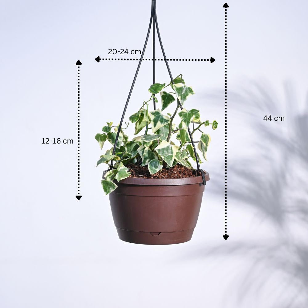 English Ivy Variegated In Hanging Planter