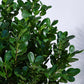 Ficus Moclame Plant - XL
