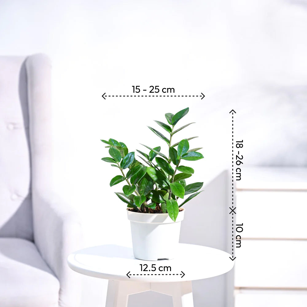 ZZ Plant with Self Watering Pot