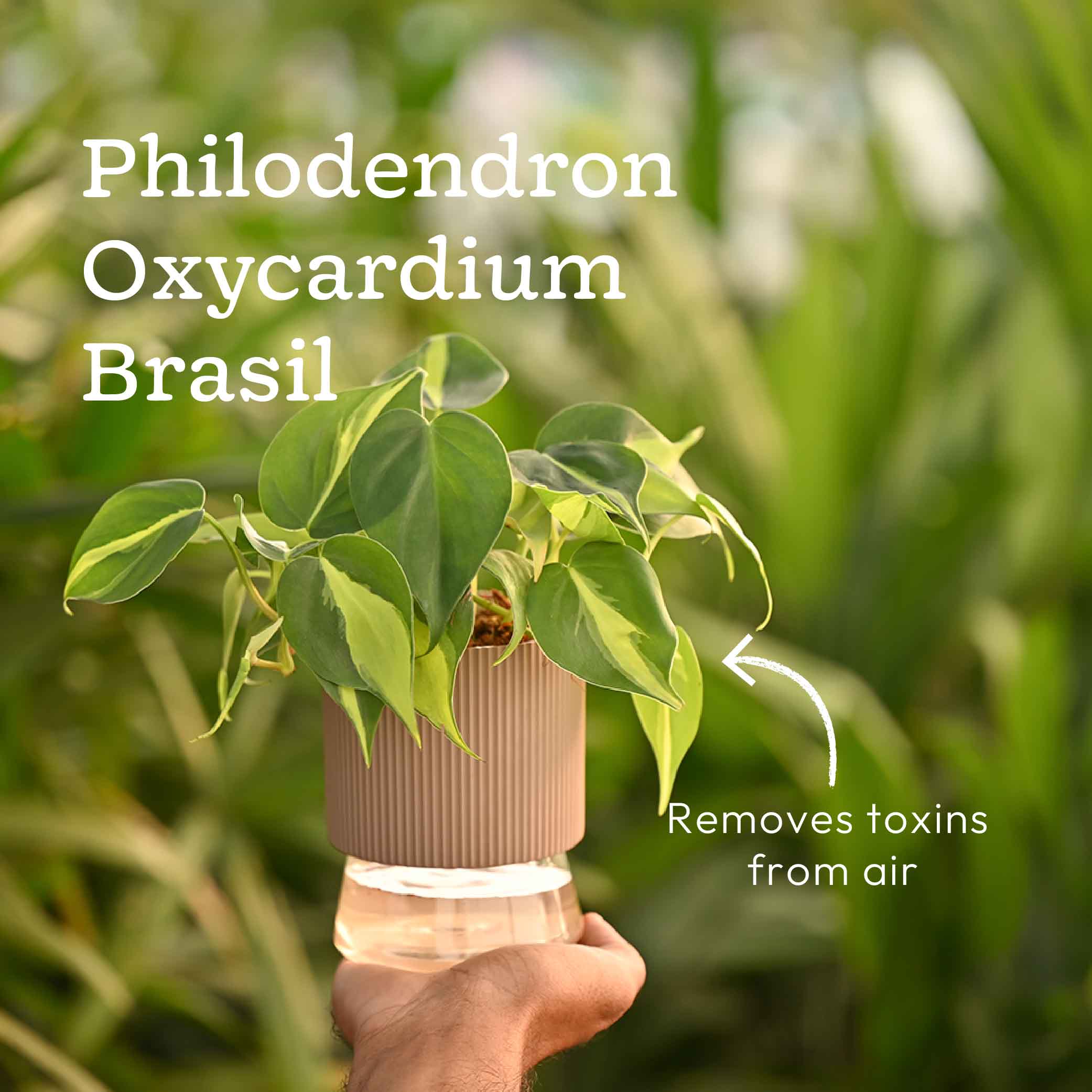 Set of 4 Indoor Plant Decor Bundle