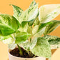 Money Plant Marble For Mother&
