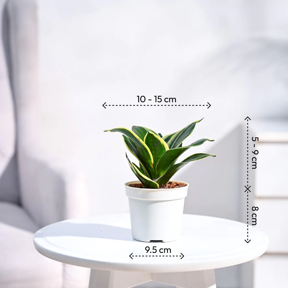 Snake Plant Golden Hahnii with Self Watering Pot