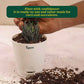Cactus & Succulent Potting Mix - 5 kg