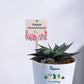 Aloe Vera Star Anniversary Gift Hamper