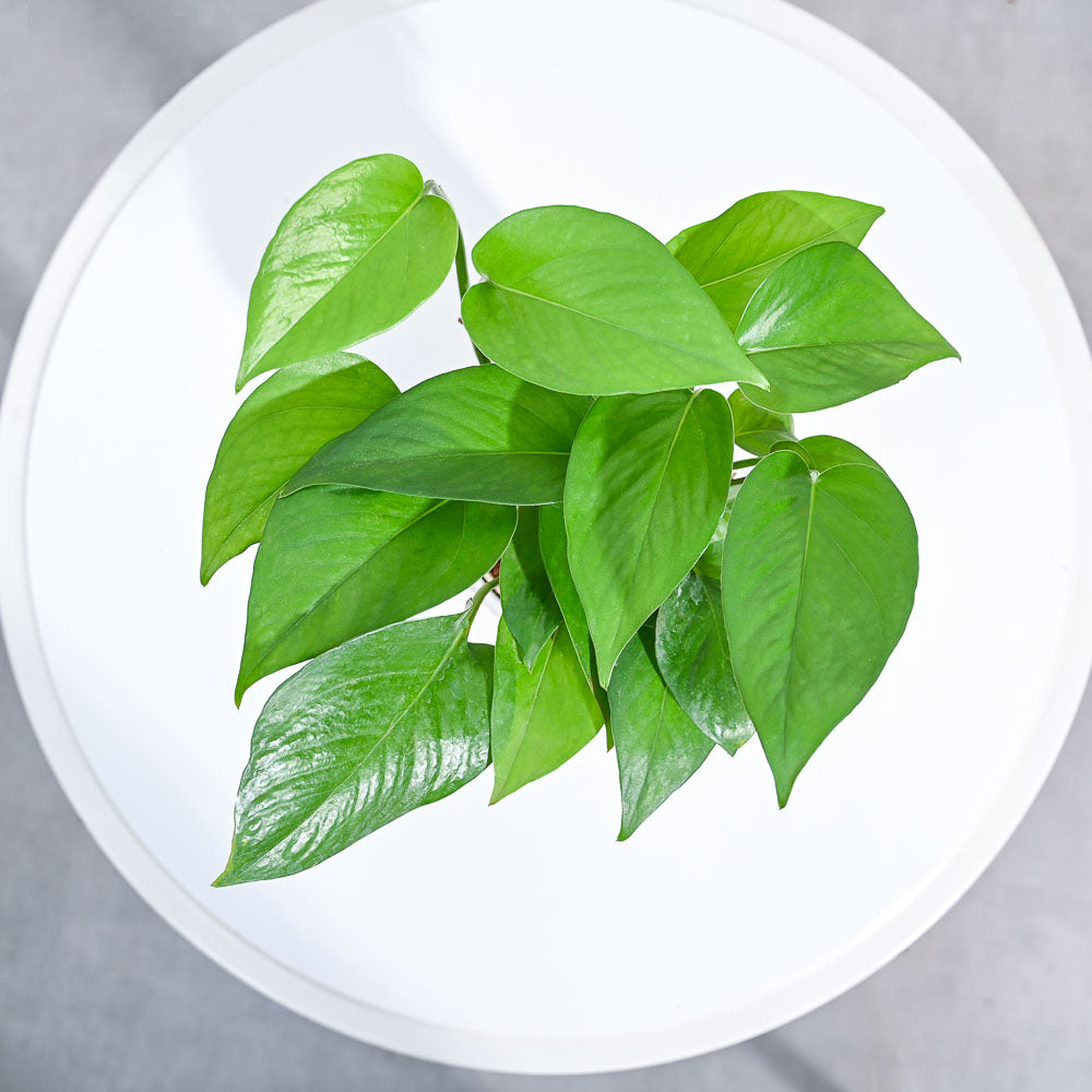 money plants for home_NUPL0017SCB