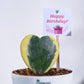 Heart Hoya - Variegated Birthday Gift Hamper