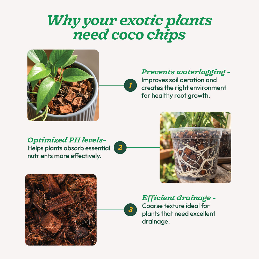 Coco husk chips