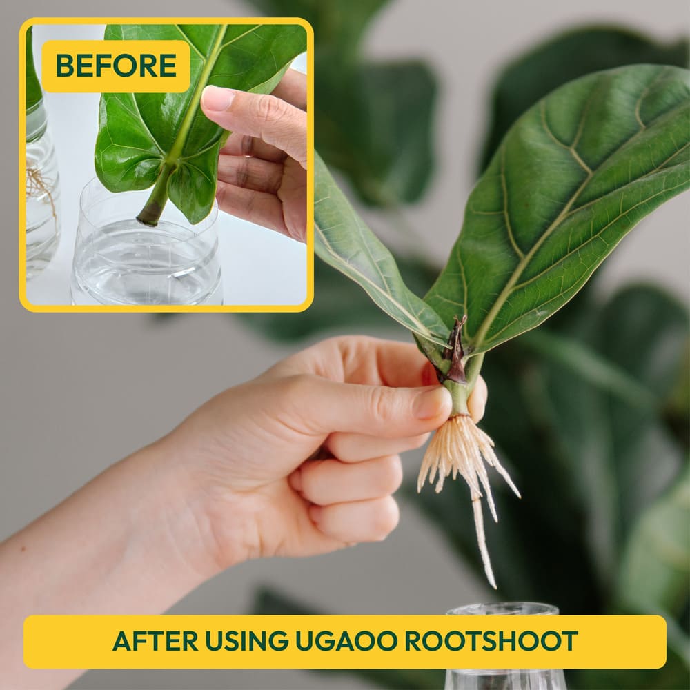 Rooting Hormone Powder - 50 g