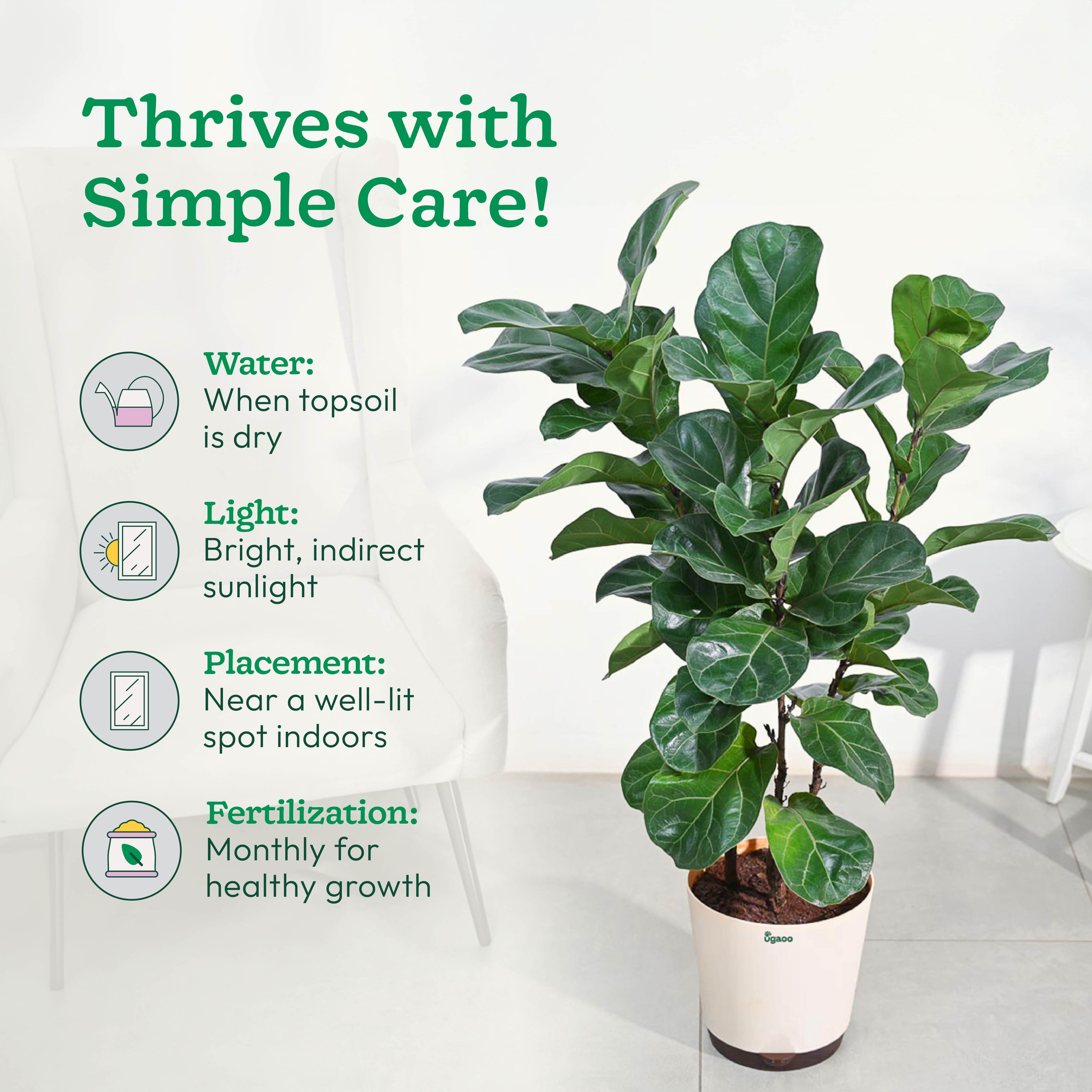 Ficus Lyrata Bambino -XL