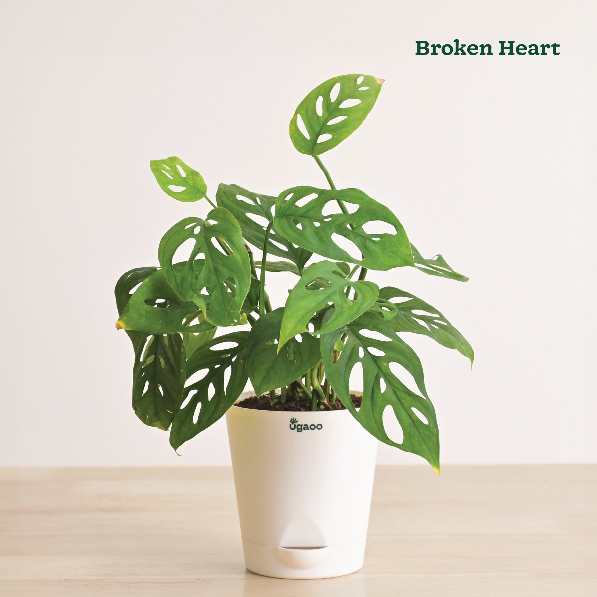 Indoor Plant Bundle: Fittonia, Jade Mini, Broken Heart, Philodendron Oxycardium Golden