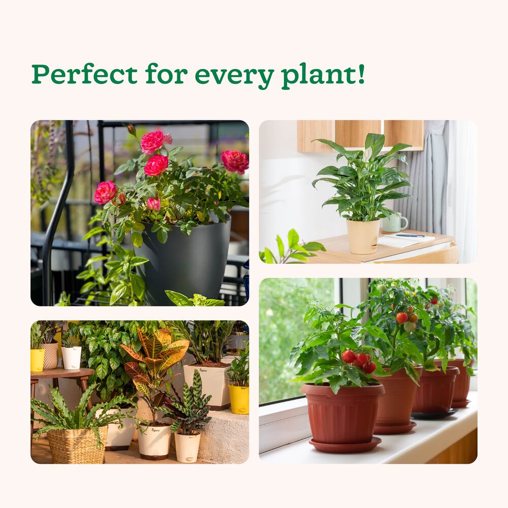 Plant Booster - Set of 3